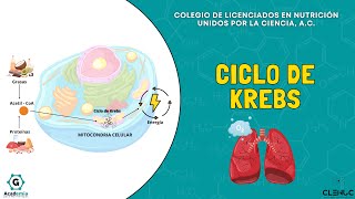 Understand the Krebs cycle in less than 3 minutes | Academy for Nutritionists