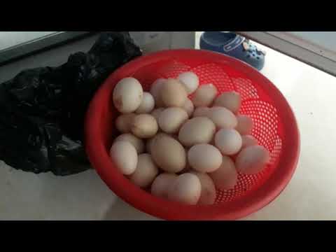 Video Cách bảo quản trứng để ấp trong vòng 1 tháng - youtube