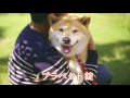 柴犬　まる　テレビCM の動画、YouTube動画。