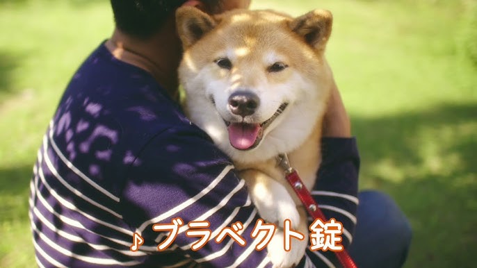 Kランドレギュラーcm 薩摩犬つんつん 19年 Youtube Kランドレギュラーcm 薩摩犬つんつん 19年 Youtube