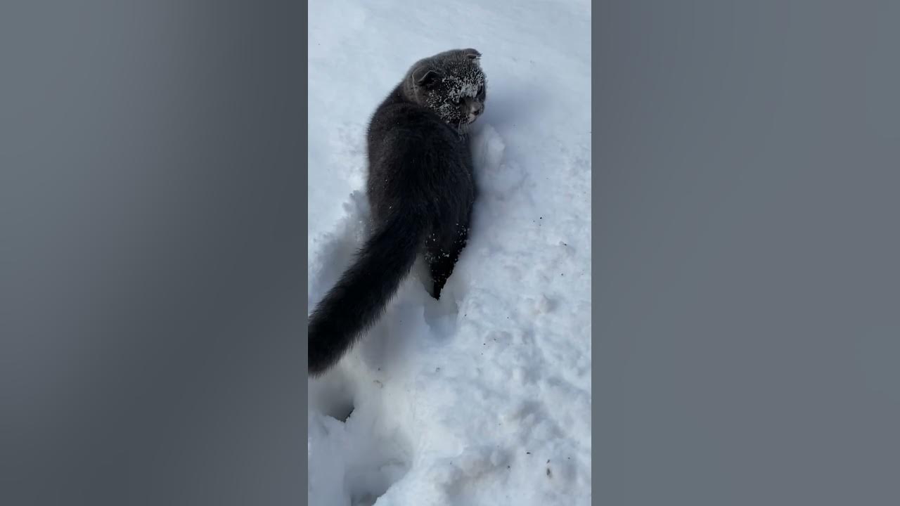 Щасливі на снігу - YouTube