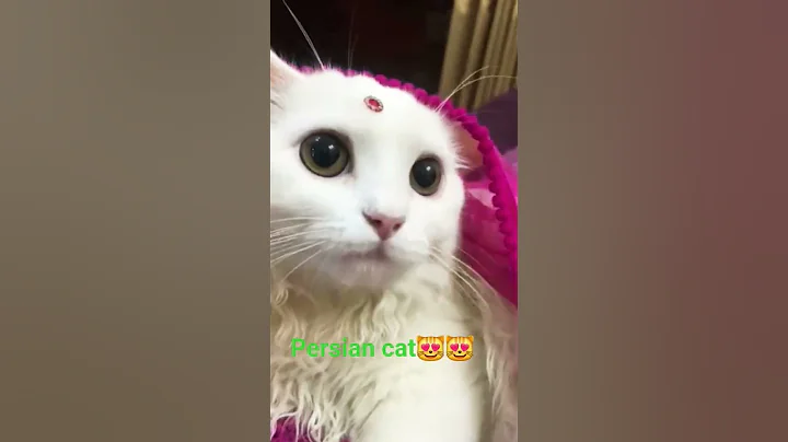 Video 11419971: persian cat funny