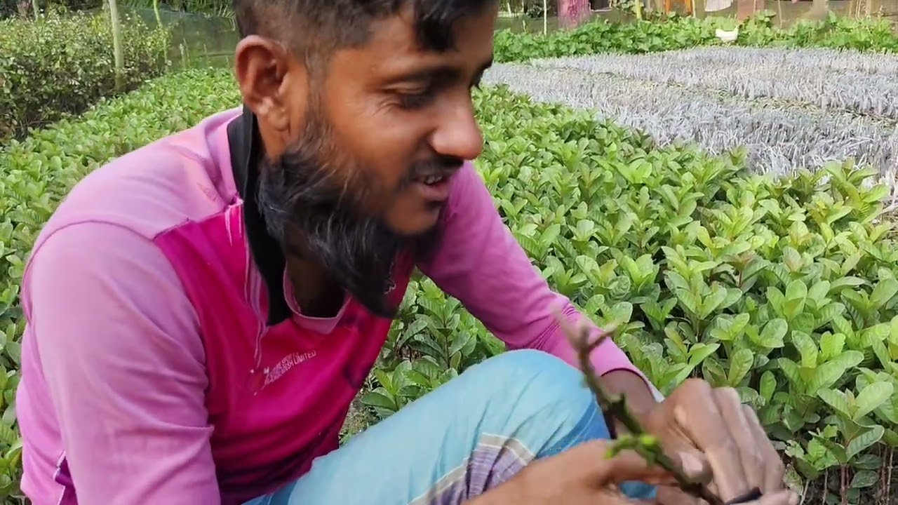 আমাদের সততা এগ্রা নার্সারিতে পিয়ারার টেপের কার্যক্রম চলমান আমাদের কাছে পাচ্ছেন গোল্ডেন ৮ পেয়ারার