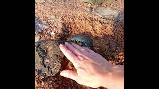 Bell shaped aqua glass #insulator found 9/13 #arkansasriver #mudlarking #oklahoma