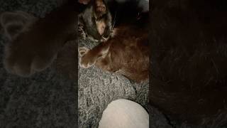 Big Black Cat Naps through Valentine’s Day #cat #blackcatlife #bigblackcat