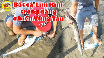 trải nghiệm bắt cá Lìm Kìm, cá Đối trong đăng ở biển Vũng Tàu:  Mò Cua Bắt Ốc - TV