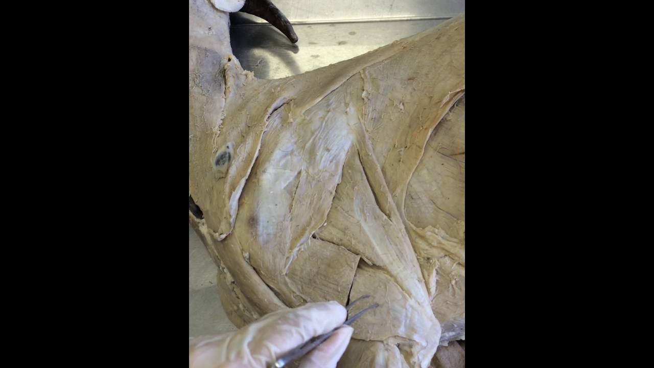 Músculos do membro torácico camera iphone 8 plus apk