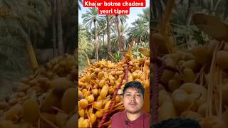Khajur Ko Botma Chadera Yesari Tipdo Rahixan