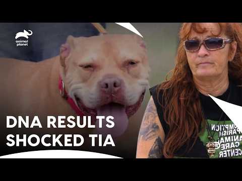 The DNA Results Nobody Expected at Villalobos | Pit Bulls and Parolees S9 E20 | Animal Planet India