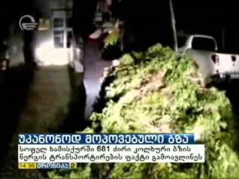 MOE:გარემოსდამცველებმა უკანონოდ მოპოვებული 681 ძირი კოლხური ბზის ნერგი აღმოაჩინეს