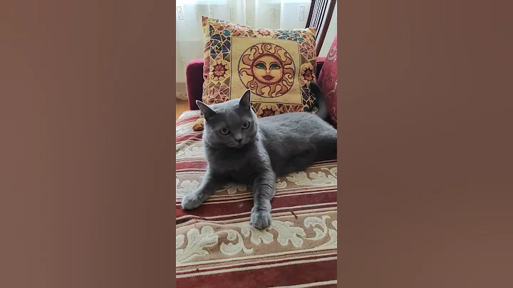 Watch the video about Attack! #cat #funny #catlover #petlover #pets #linkinpark #kitty #grey #youtube #short #shorts #home