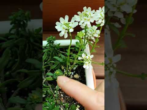 눈꽃 이메리스 키우기 1 (Iberis, Candytuft)