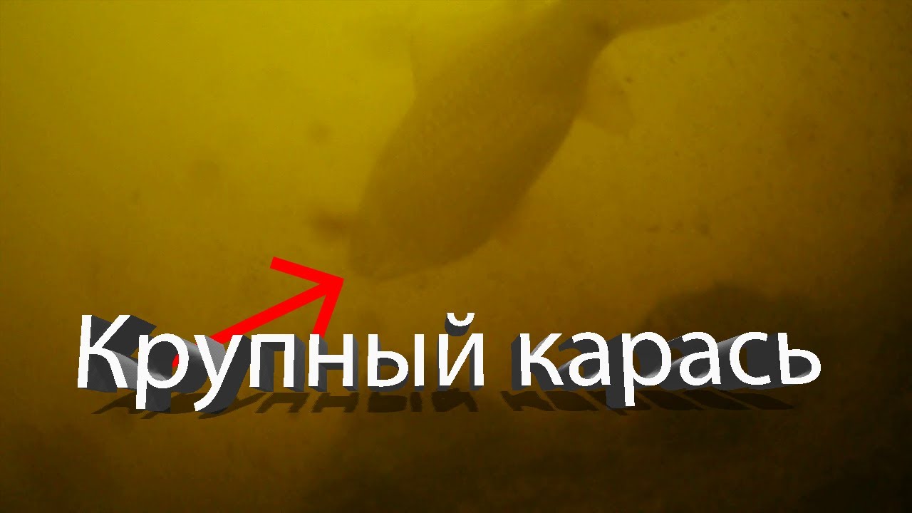 КАК ВЕДЁТ себя КАРАСЬ ЗИМОЙ? УЗНАЛ с Помощью ПОДВОДНОЙ СЪЁМКИ