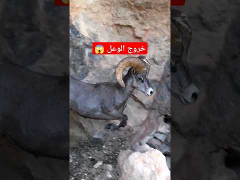 خروج الوعل الجبلي من المغاره