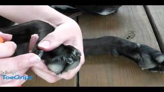 Learn How To Trim Your Dog's Nails Part 2
