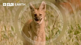 The Rare and Elusive Maned Wolf | How Nature Works | BBC Earth by BBC Earth 70,343 views 5 days ago 4 minutes, 15 seconds