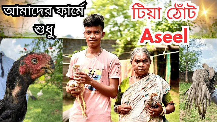 Watch the video about Top Quality Parrot Beak Aseel Murga in West Bengal AKM Farm || Tamil Nadu Aseel Murga 2024