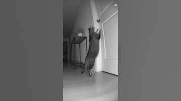 Security camera shows how our cat woke us up at 3:17 AM #cat #fyp #ai #shorts