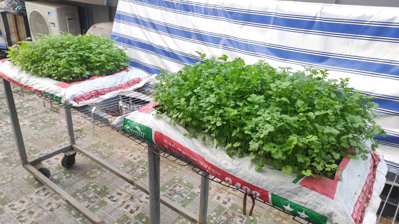 Chia sẻ tận tình cách Ngâm , Ủ , và trồng Ngò Rí trong bao cám lên thấy mê | Khoa Hien 521