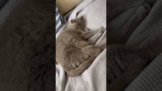 The Sleepy Kingdom of Lilu and Evon, April, 2026 #shorts #cats #april #2026
