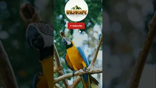 Not just a bird — a masterpiece of nature .🐦  #macaw #nature #wildlife #bird #shorts