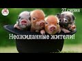 Миллион на свиньях.Неожиданные жители нового сарая!Эстафету приняли !