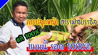 ถ้าคุณปลูกหญ้าฮาราฟัส บราซิลแบบนี้ ไม่ตาย แน่นอน 1000 เปอร์เซนต์