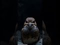 🦇 Oilbird — The Cave Bird That Sees with Sound  #didyouknow #shortsfeed #illustration