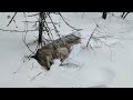 Охота На Волка. Hunting the wolf