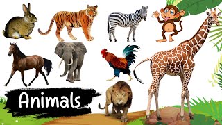 Nama Hewan : Harimau, Gajah, Sapi, Kuda, Tokek, Zebra, Anjing, Kucing, Bebek, Kambing, Kelinci