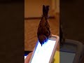 Ручной воробей отнимает телефон/A tame sparrow and phone #shorts