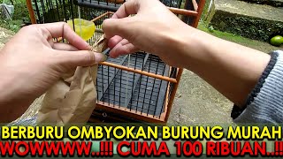 BELI BURUNG MURAH DI PENJUAL BURUNG OMBYOKAN - APAKAH BENAR INI SRDC BALI..???