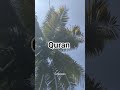 bismillah hirrahmanior Rahim quran bayan Allah Mohammed Rasool Allah #shorts #shortsviral #allah