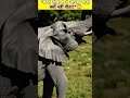 “क्या आप जानते हैं? बिच्छू का सच सुनकर हिल जाओगे 🦂 | Crazy Animal Facts"😱 #shorts #factshorts