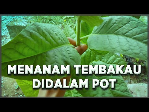 Video: Tembakau Harum (37 Foto): Penanaman Dan Perawatan, Contoh Di Petak Bunga. Tumbuh Dari Biji. Kapan Menanam Di Rumah?