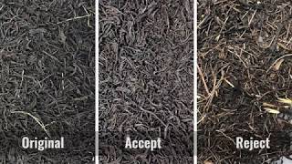 colour sorting of black tea on SmartSort optical sorter