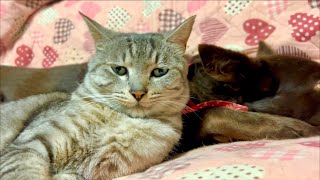 🔴猫と涼もうgoodnight😇🖖😻💨Cat Water ASMR