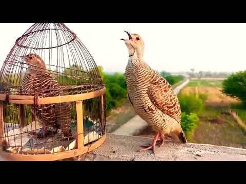 Gora Teetar Birds Image Partirdge Teeter Picture Desi Teetar Sindhi Teeter Bagra Teetar Irani Teetar Gora Teetar Birds Image Partirdge Teeter Picture Desi Teetar Sindhi Teeter Bagra Teetar Irani Teetar