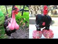 10 Razas de pollos y gallinas increíbles