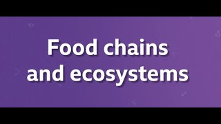 Food Chains (BBC BITESIZE KS3 BIOLOGY)