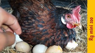 hen hatching eggs 121 Days || murgi kudak nest hatch chick's  #chicken