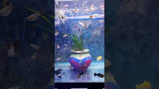 aquarium with live plantshortvideo viral