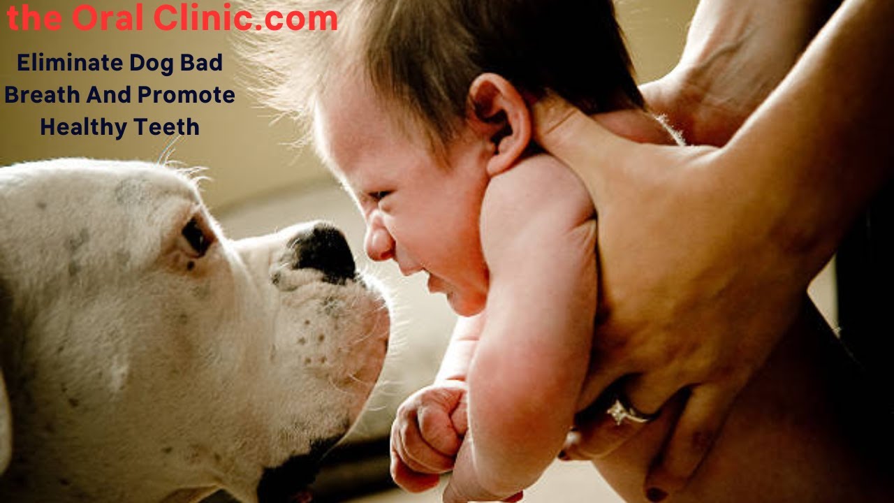 best-treatments-for-bad-breath-in-dogs-ultimate-guide-to-freshening-up