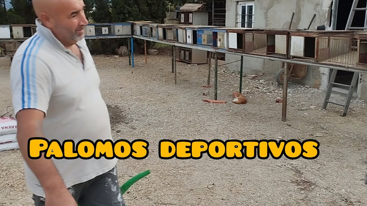 Este picadero será público.. Palomos deportivos ♥️ Cullera..