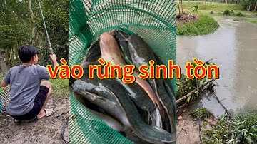 mùa nước lũ câu cá trê khủng ta nói phê #cauca 