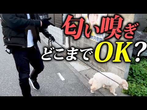 愛犬の問題行動が減る理由と科学的効果
