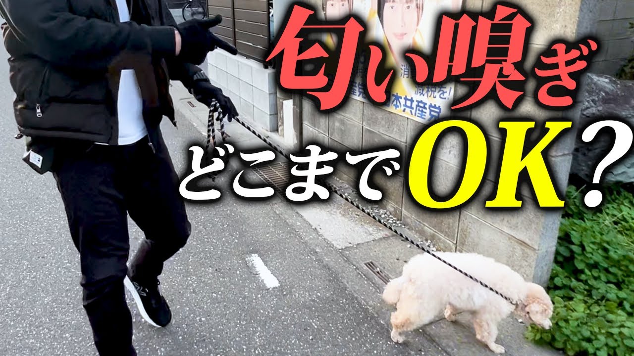 【実演】犬の散歩ルール｜におい嗅ぎはどこまで許す?正しい理解としつけ法を深掘り解説