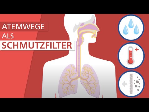 Video: Welcher Begriff bedeutet Luftröhre?