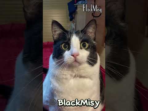 Los miedos cambian con los años 😹 #cat #humor #risa #chistes