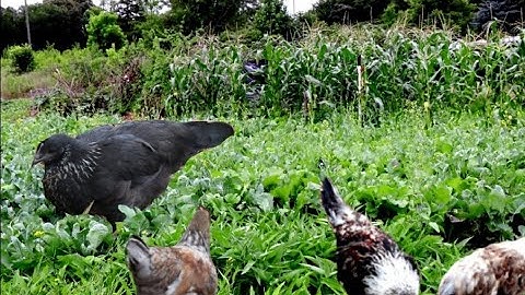 Coj nej mus saib kuv cov zaub nawb 2-3 hnub no kuv cov zaub zoo zoo lawm os